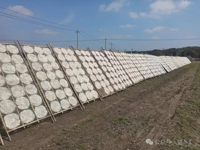 六日「第二人生」可持续闲置市集市集预告！不朽情缘电子游戏网址11月15-16日周(图10)